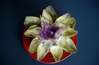 High angle view of fresh open artichoke in red plate on blue background