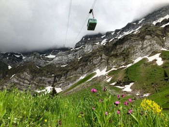 Scenic view of flowering plants on land against sky