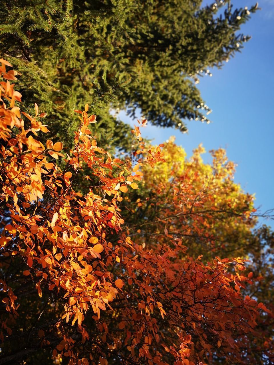LOW ANGLE VIEW OF AUTUMNAL LEAVES AGAINST TREES