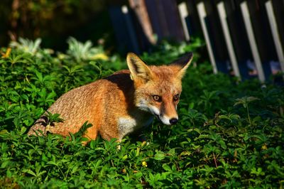 Portrait of cat standing in field