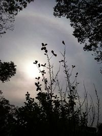 Low angle view of trees against sky