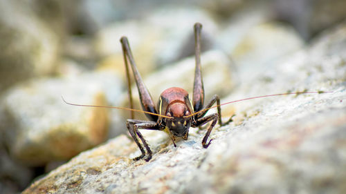 Close-up of insect on rock