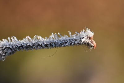 Close-up of frozen plant