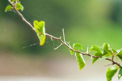 Close-up of insect on plant