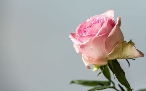 Close-up of pink rose against white background