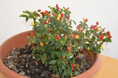 Close-up of potted plant