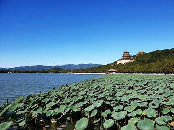 Scenic view of lake against clear blue sky