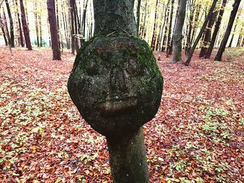 Close-up of tree trunk in forest during autumn