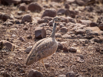 Close-up of bird on field