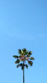 Low angle view of coconut palm tree against clear blue sky