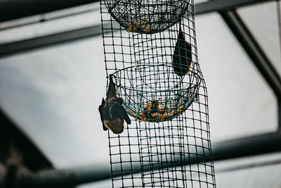 Low angle view of bird in cage