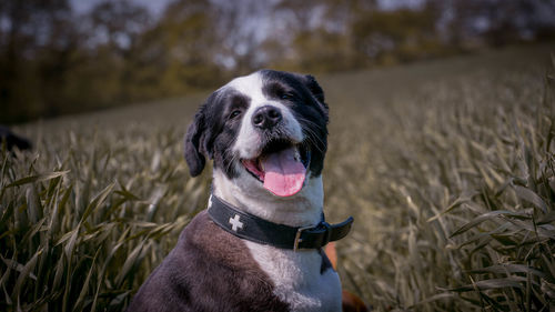 Close-up of dog on field