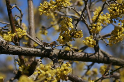 Close-up of cherry blossoms in spring