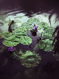 Close-up of lotus water lily in lake