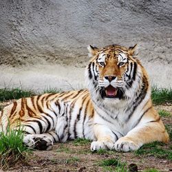 Portrait of tiger yawning