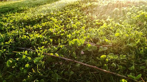 Close-up of fresh green plants in field