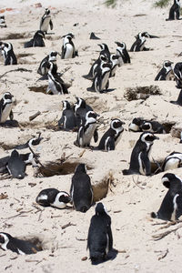 The african penguin colony on boulders beach near cape town, south africa