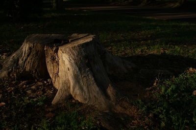 High angle view of tree stump on field