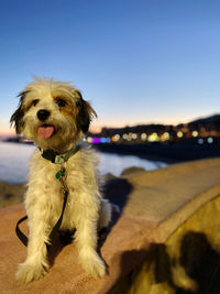 Portrait of a dog sitting against the sky