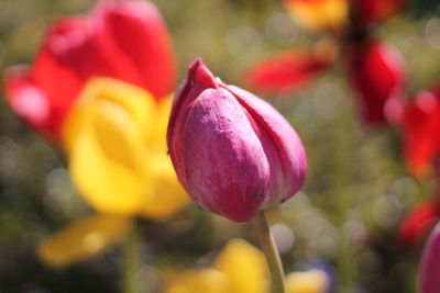 Close-up of red tulip blooming outdoors