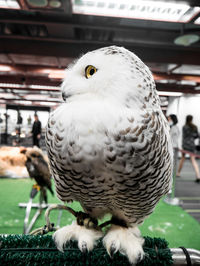 Close-up portrait of owl