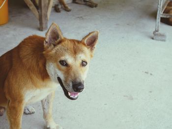 High angle portrait of dog standing outdoors