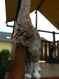 Close-up of cat looking away at home