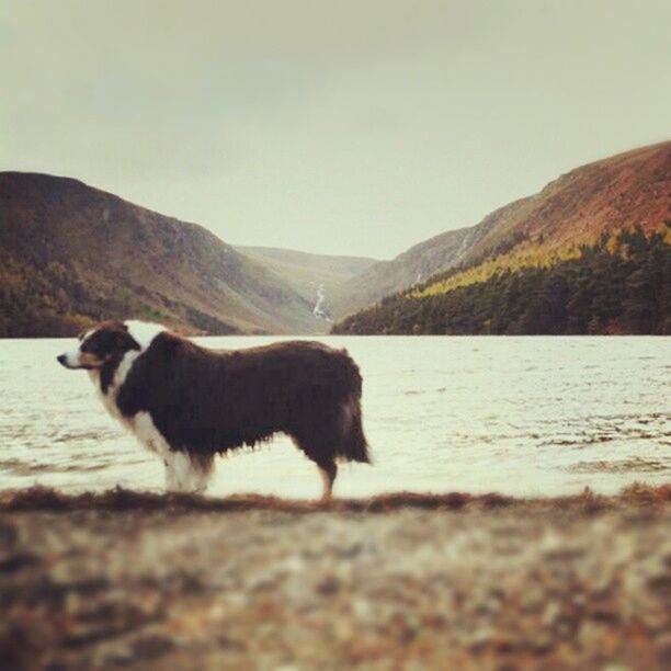 animal themes, domestic animals, mammal, one animal, mountain, water, dog, pets, clear sky, tranquil scene, sky, nature, tranquility, mountain range, lake, scenics, beauty in nature, side view, river, standing