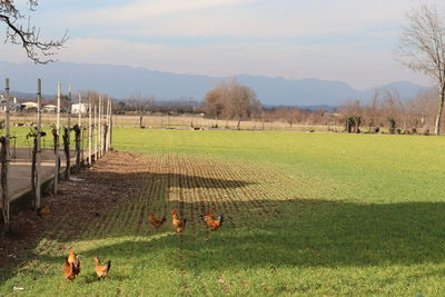 View of a field