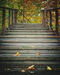 Close-up of autumn leaves on stairs