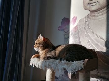 Cat sitting on window at home