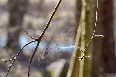 nature