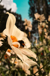 Close-up of wilted flower