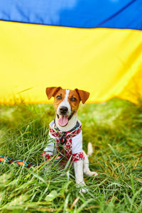 Cute puppy jack russell terrier- a patriot of ukraine