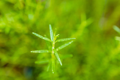 Close-up of leaf