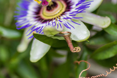 Close-up of purple flowering plant