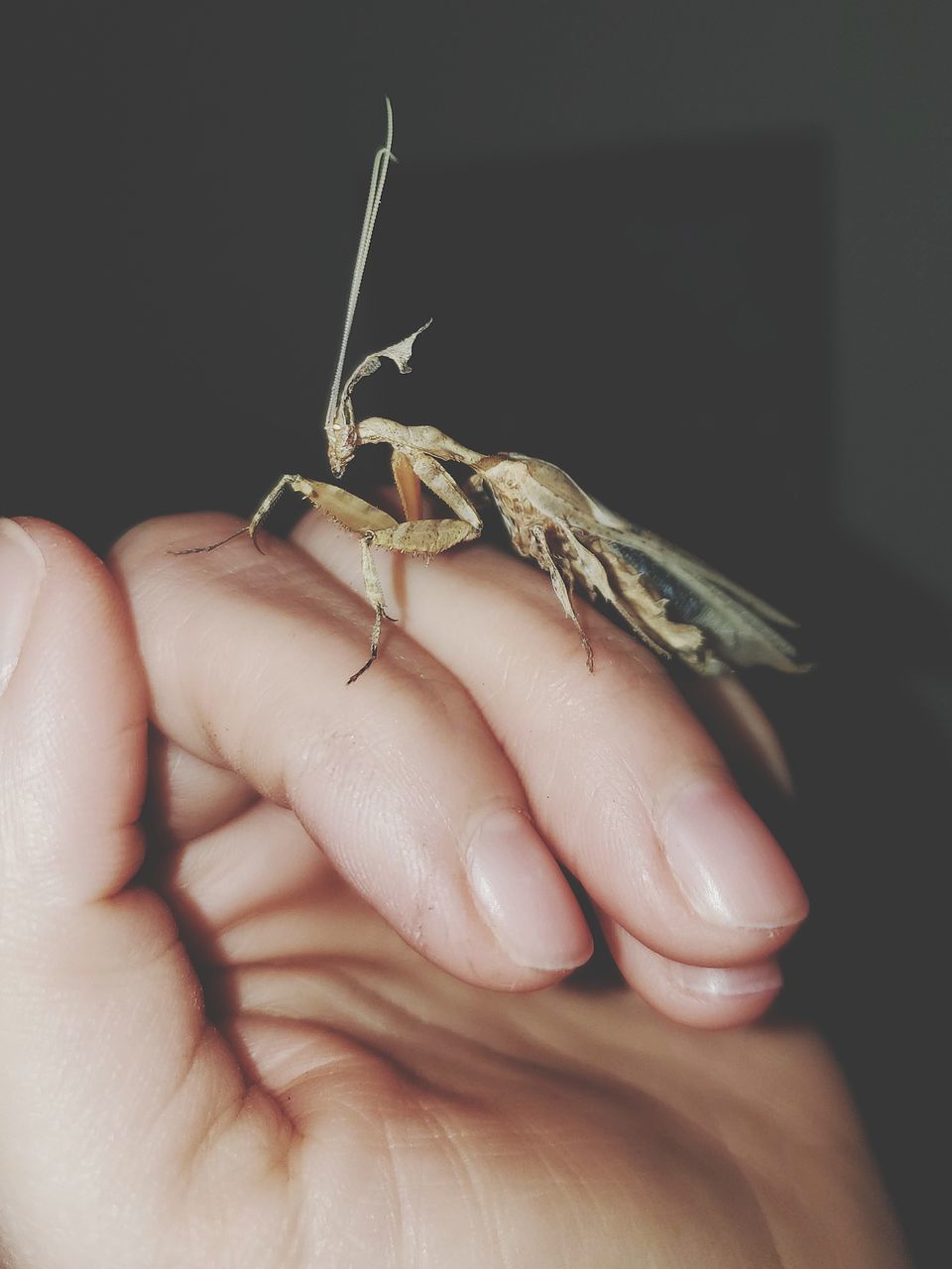CLOSE-UP OF A HAND HOLDING SMALL INSECT