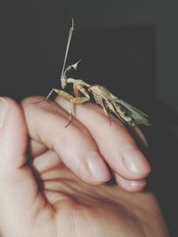 Close-up of hand holding insect