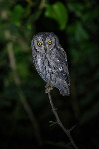 Close-up of owl