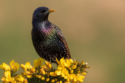 Close-up of bird perching on yellow flower