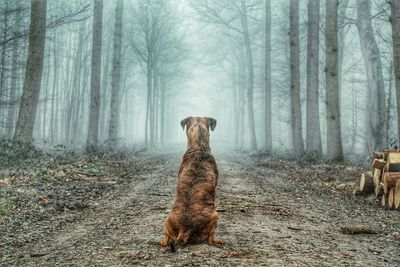 Rear view of dog sitting in forest during foggy weather