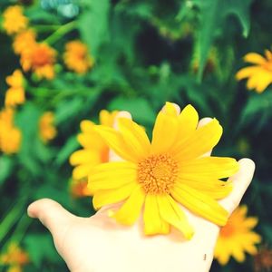 Close-up of yellow flower