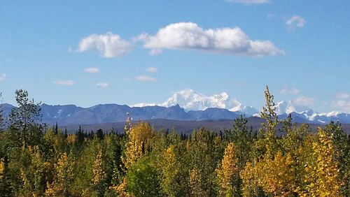 Plants growing in front of mountains against blue sky