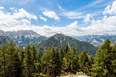 Scenic view of pine trees against sky