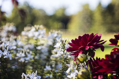 Close-up of purple flowers blooming