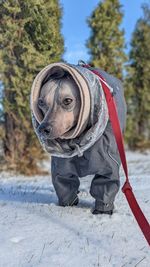 Close-up of dog dressed in winter clothes in the snow
