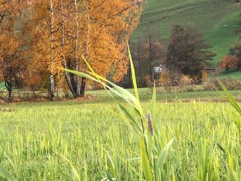 Scenic view of agricultural field