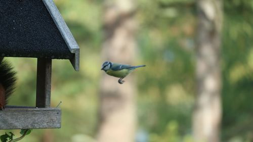 Close-up of bird flying