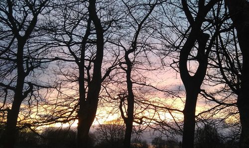 Low angle view of silhouette trees against sky