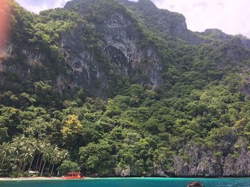 Scenic view of trees on mountain